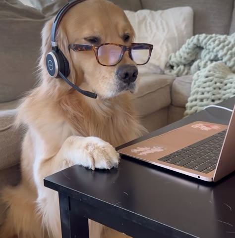 Dog on computer
